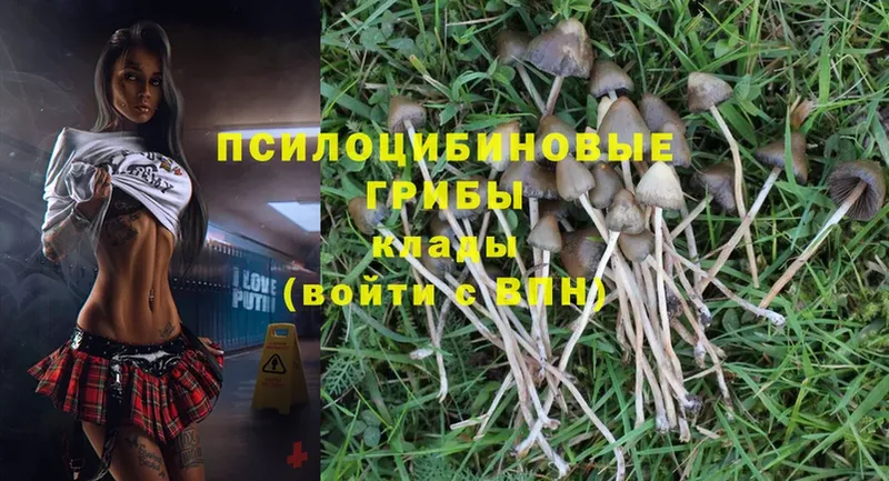 Псилоцибиновые грибы MAGIC MUSHROOMS  Новопавловск 